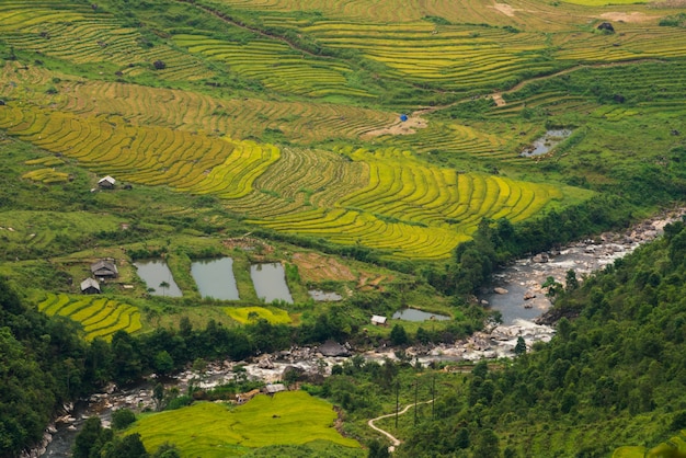 Terrassenförmig angelegtes Reisfeld in Mu Cang Chai, Vietnam