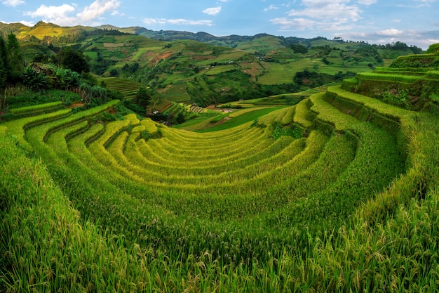 Terrassenförmig angelegtes Reisfeld in Mu Cang Chai, Vietnam