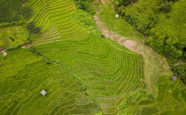 Terrassenförmig angelegtes Reisfeld Nan Sapan Nordthailand