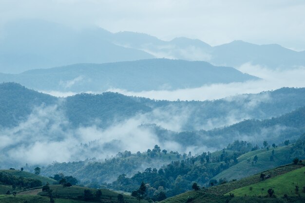 Terrassenförmiges Reisfeld in Chiangmai Thailand