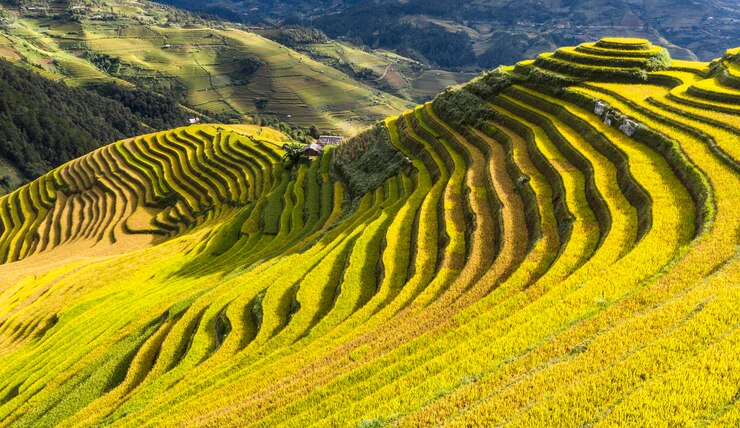 Foto terrassenreiche reisfelder in yen bai, vietnam