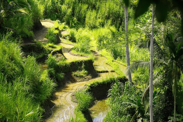 Terrassenreisfelder in Ubud auf Bali, Indonesien