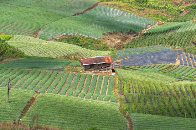 terrassierter Gemüsegarten auf dem Hügel