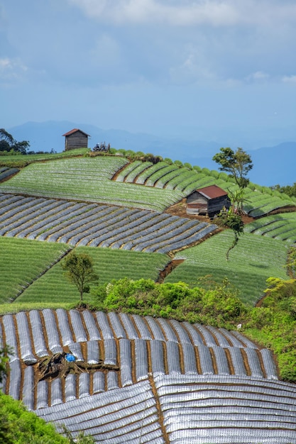 terrassierter Gemüsegarten auf dem Hügel