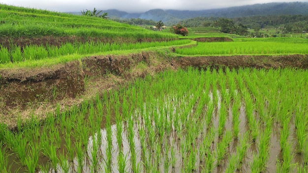 Terraza de arroz Jatiluwih con día soleado en Ubud Bali