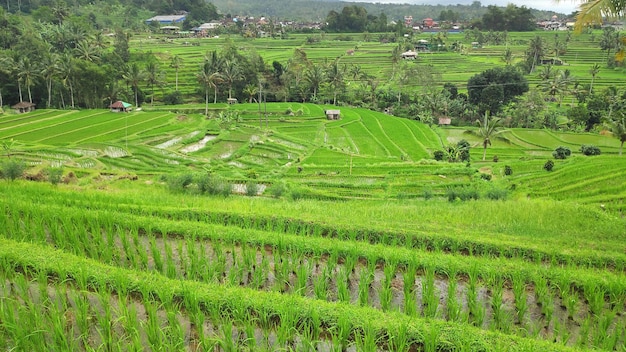 Terraza de arroz Jatiluwih con día soleado en Ubud Bali