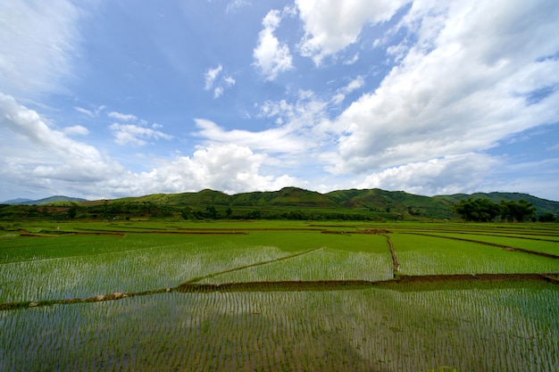 Terraza de arroz verde