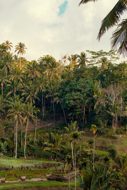 Terraza de arroz y vista al bosque tropical en Ubud, isla de Bali