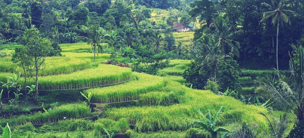 Terraza de arroz