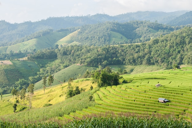 Terraza del campo del arroz con la cabaña en Mae Jam, Chiangmai, Tailandia.