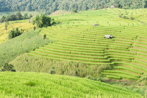 Terraza del campo del arroz con la cabaña en Mae Jam, Chiangmai, Tailandia.