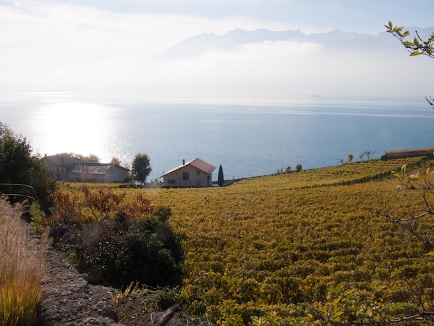 Terraza de lavauxrivazvaudsuisse