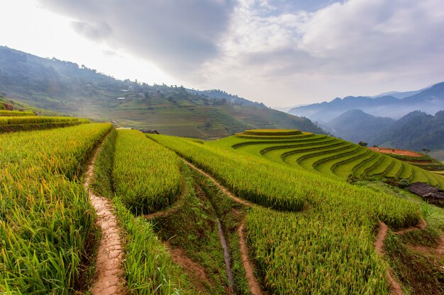 Terraza verde campo de arroz en Mu Cang Chai, Vietnam