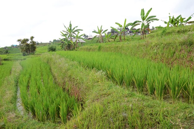 Terrazas de arroz de arrozales de Jatiluwih en Bali