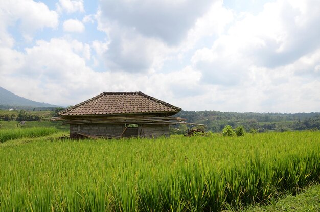 Terrazas de arroz de arrozales de Jatiluwih en Bali