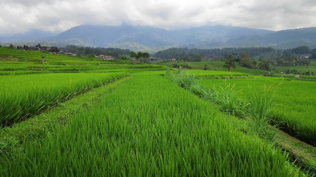 Terrazas de arroz de arrozales de Jatiluwih en Bali