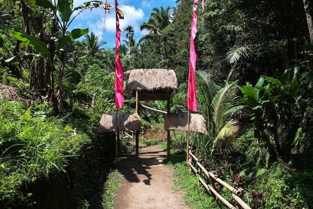 Las terrazas de arroz en Bali, Indonesia