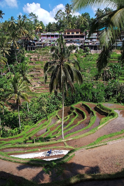 Las terrazas de arroz en Bali, Indonesia