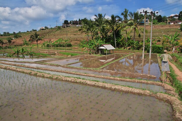 Las terrazas de arroz en Bali, Indonesia