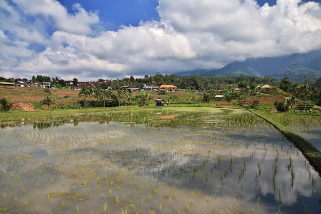 Las terrazas de arroz en Bali, Indonesia