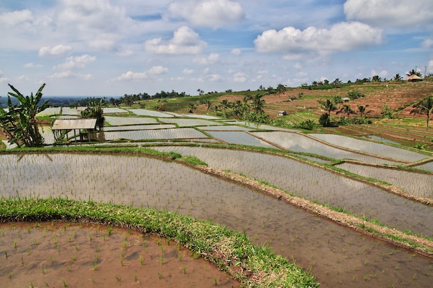 Las terrazas de arroz en Bali, Indonesia