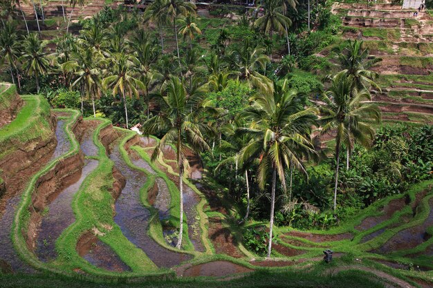 Las terrazas de arroz en Bali, Indonesia