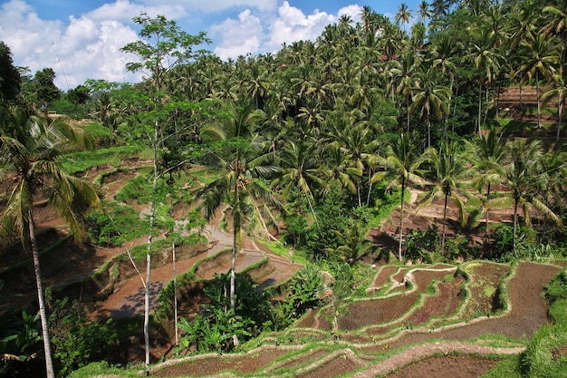 Las terrazas de arroz en Bali, Indonesia