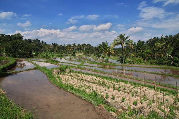 Las terrazas de arroz en Bali, Indonesia