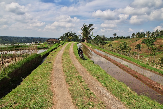 Las terrazas de arroz en Bali, Indonesia