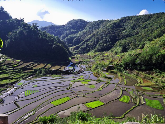 Foto las terrazas de arroz en bangaan filipinas