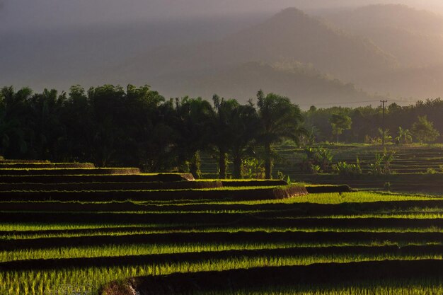 Terrazas de arroz de Bengkulu Asia del Norte Indonesia la belleza de los colores y la luz natural