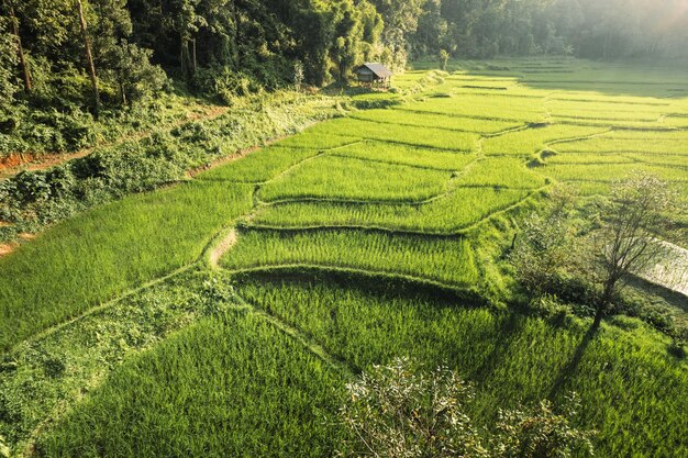 Terrazas de arroz en el bosque rural al anochecer