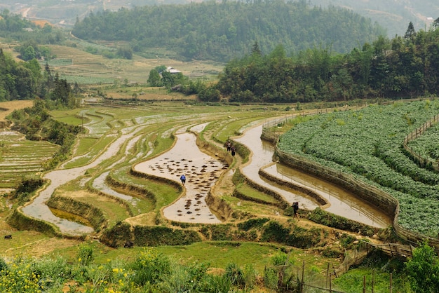 Terrazas de arroz y colinas en sapa, vietnam