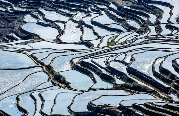 Terrazas de arroz en el condado de Yuanyang. Provincia de Yunnan. China.