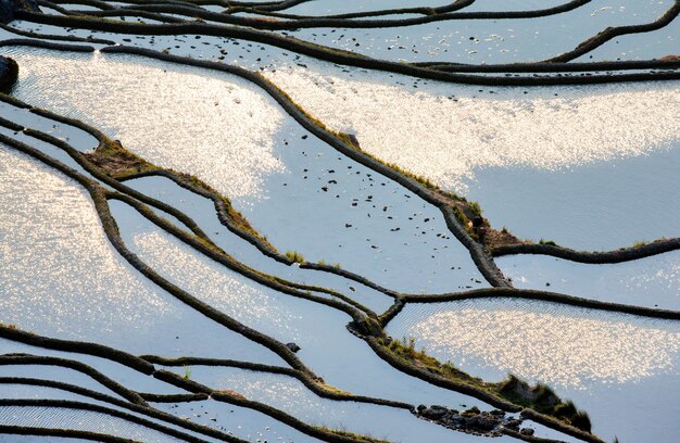 Terrazas de arroz en el condado de Yuanyang. Provincia de Yunnan. China.