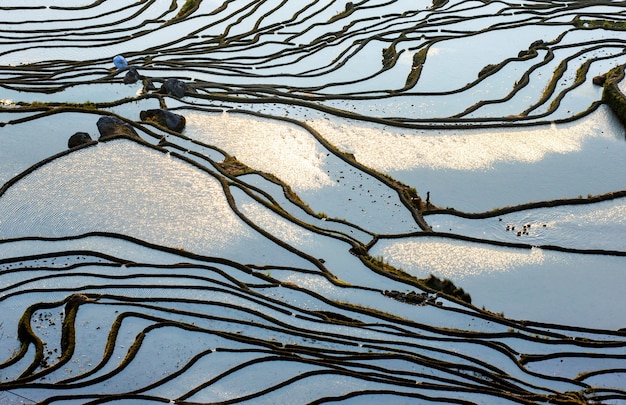 Terrazas de arroz en el condado de Yuanyang. Provincia de Yunnan. China.