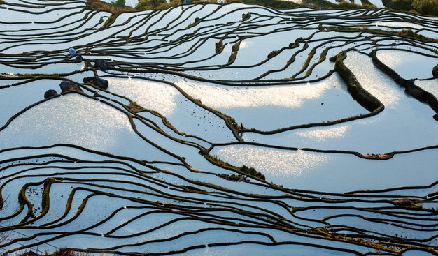 Terrazas de arroz en el condado de Yuanyang. Provincia de Yunnan. China.