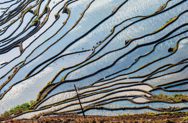 Terrazas de arroz en el condado de Yuanyang. Provincia de Yunnan. China.