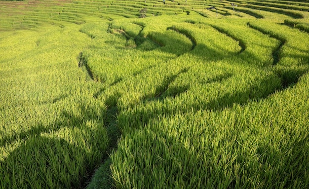 terrazas de arroz en la isla