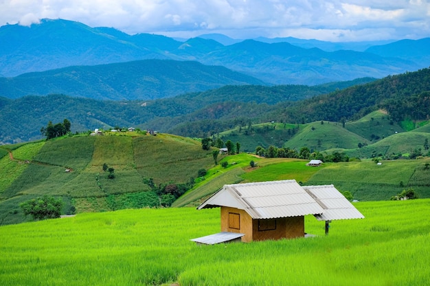 Terrazas de arroz de Pa Pong Piang en el norte de chiangmai Tailandia.