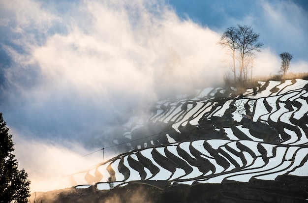 Terrazas de arroz de la provincia de Yunnan en medio de la pintoresca niebla matutina. Condado de Yuanyang. China.