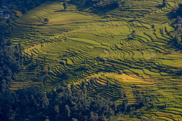 Las terrazas de arroz de la región montañosa de laos