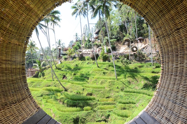 Terrazas de arroz Tegalalang en Ubud Bali