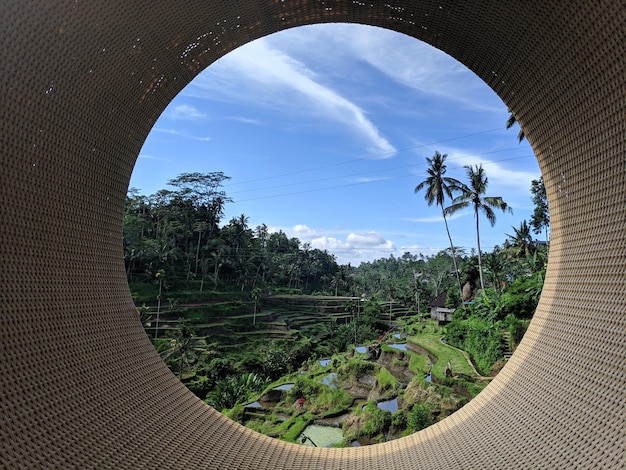 Terrazas de arroz Tegalalang en Ubud Bali