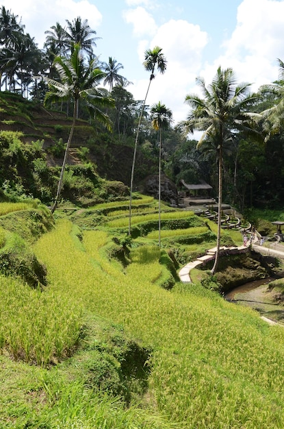 Terrazas de arroz de Tegallalang en Bali, Indonesia