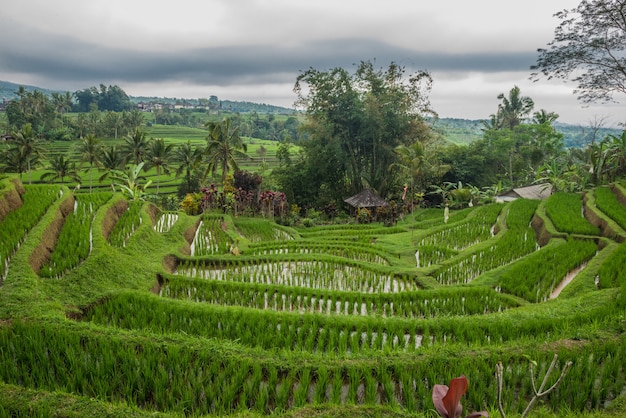 Terrazas de arroz en Tegallalang, Ubud, Bali, Indonesia.