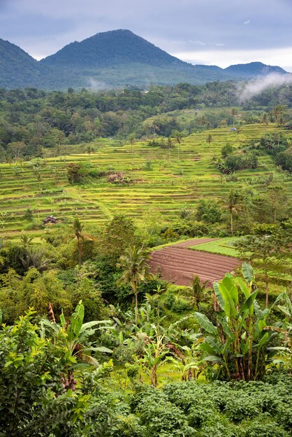 Terrazas de arroz verde en Bali Indonesia Hermoso paisaje natural