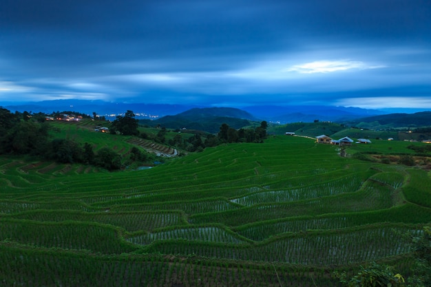 Terrazas de arroz verde en la noche