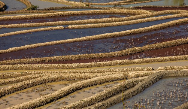 Terrazas de arroz en Yuanyang, China