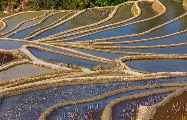 Terrazas de arroz en Yuanyang, China